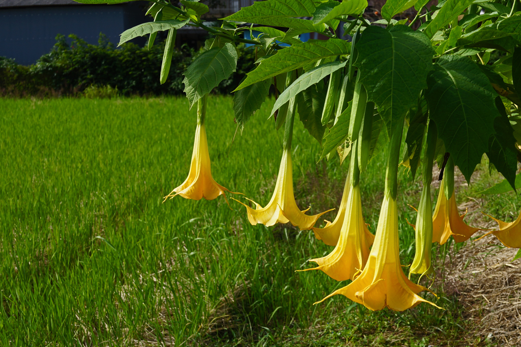 ぶらりぶらり トランペット