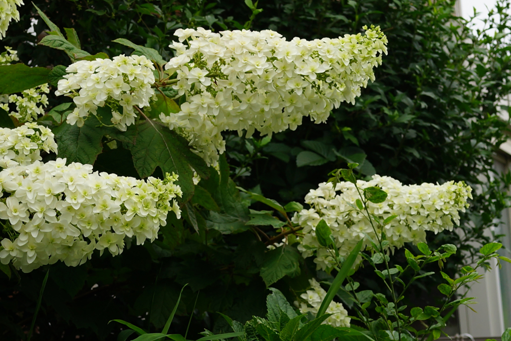 柏葉紫陽花　ぬっと突き出して