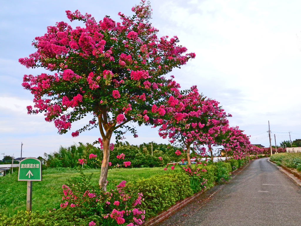 盛夏 元気な百日紅