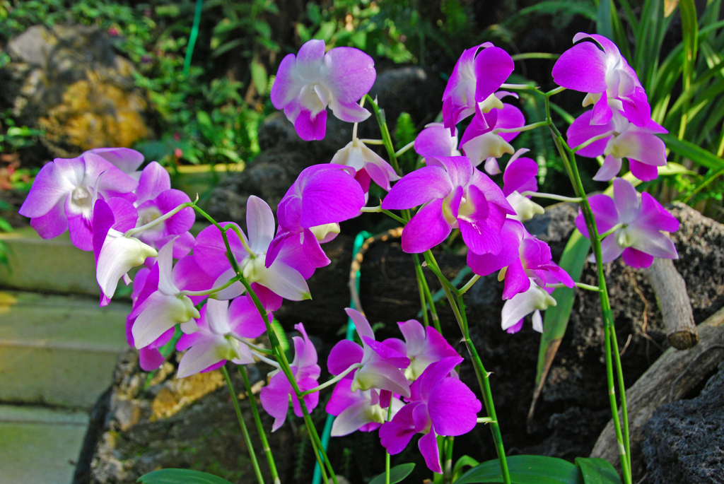 温室の花　デンファレ