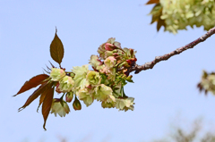 御衣黄桜　① 咲き始めた一枝