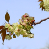 御衣黄桜　① 咲き始めた一枝