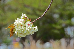 御衣黄桜　② 満開の一枝