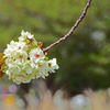 御衣黄桜　② 満開の一枝