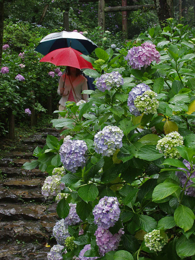 紫陽花は雨に よく似合う
