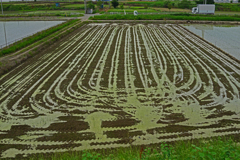 田圃 代掻き模様