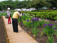 館林花菖蒲祭り　⑥ 名カメラマン？