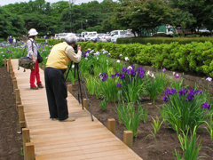 館林花菖蒲祭り　⑥ 名カメラマン？