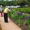 館林花菖蒲祭り　⑥ 名カメラマン？