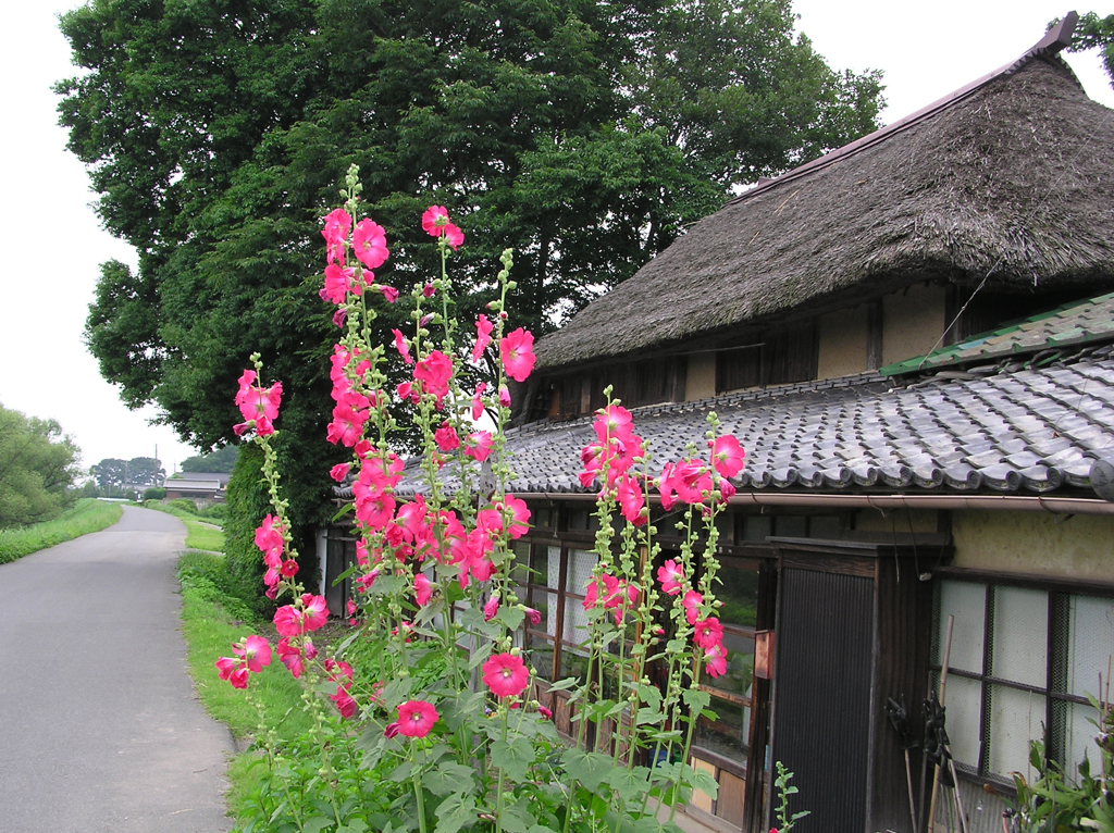 立葵と茅葺き屋根