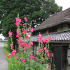 立葵と茅葺き屋根