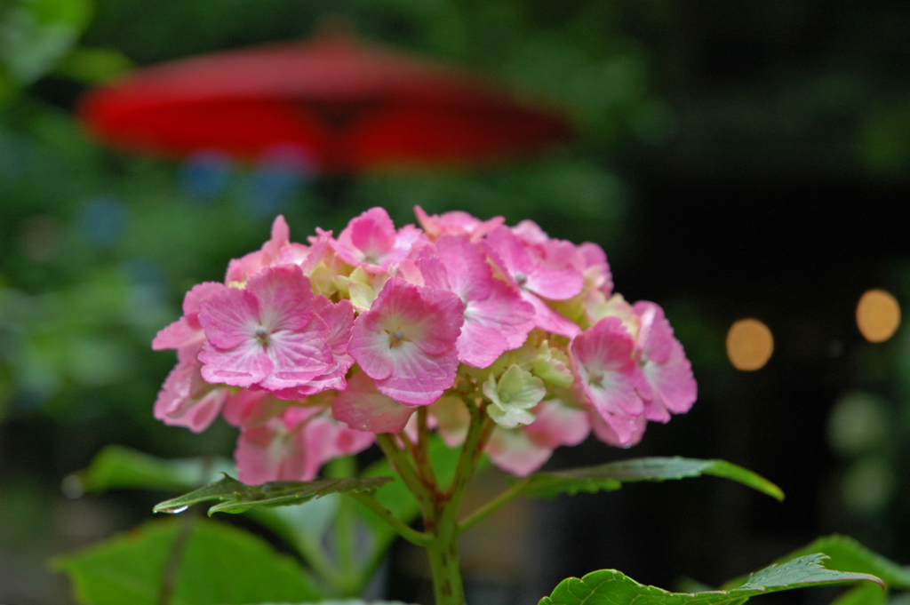 赤い番傘と紫陽花