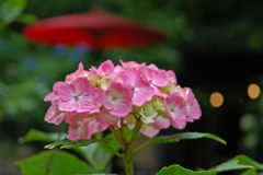 赤い番傘と紫陽花