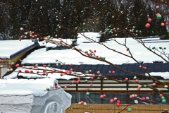 会津大内宿 雪祭り　➃繭玉の餅花