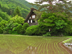 田園風景　⑥ 白川郷の初夏 Ⅰ