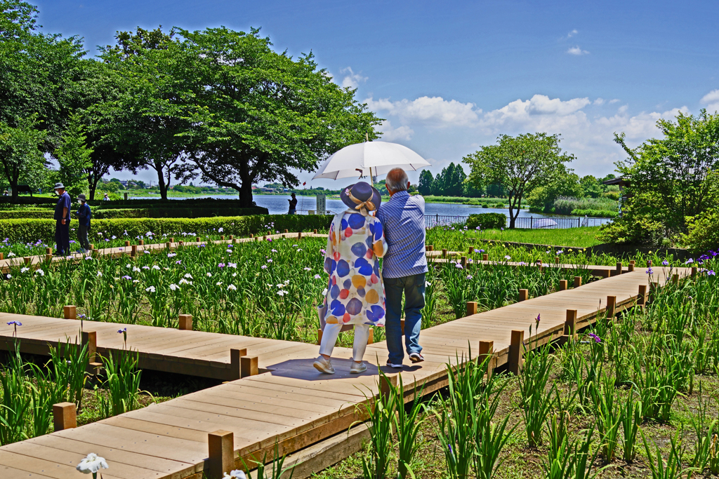 早過ぎた花菖蒲園