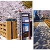 中山道を歩くⅢ　⑰桜満開の「板橋」