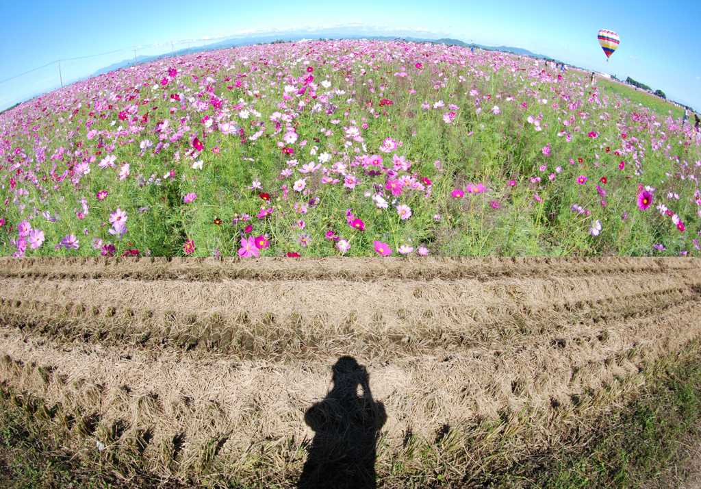 画像と遊ぶ　⑩ コスモス畑「花の海」