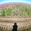 画像と遊ぶ　⑩ コスモス畑「花の海」