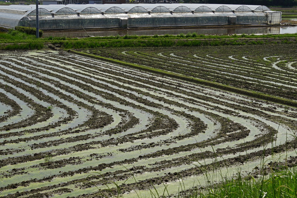 田園風景　③　田植え前