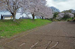 早くも散り始めた桜