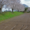 早くも散り始めた桜