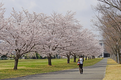 学舎への桜道
