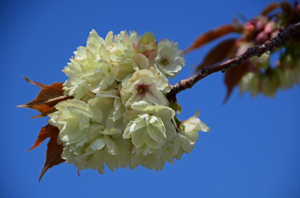 御衣黄桜　③ アップでも もつ顔