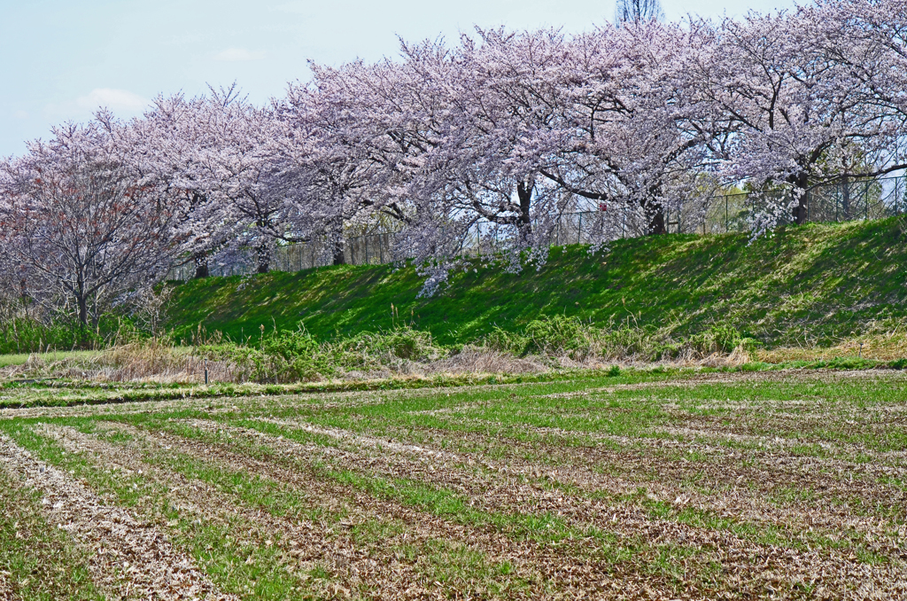 満開の桜堤 ②
