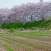 満開の桜堤 ②