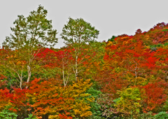 那須紅葉　⑥ 姥が平 周辺 Ⅱ