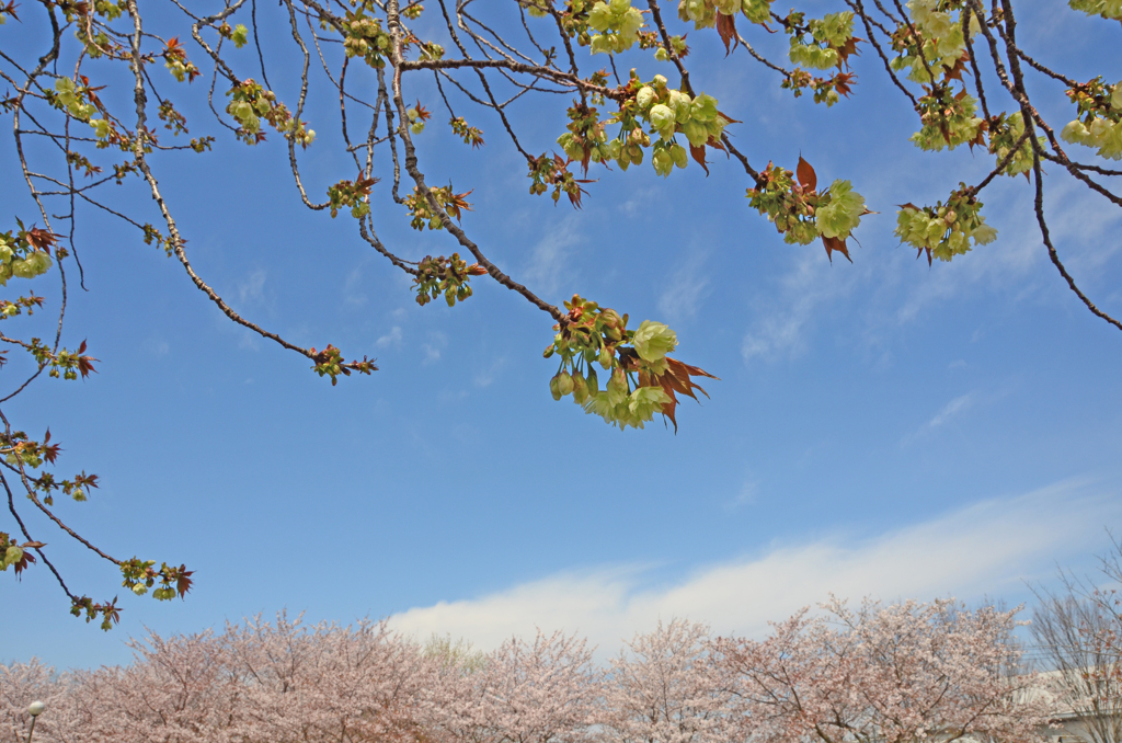 2020御衣黄桜　④ つぼみ一杯