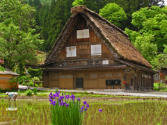 田園風景　⑦ 白川郷の初夏 Ⅱ