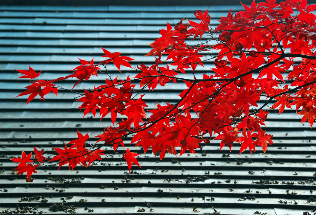 本土寺の紅葉　④ ♪ 真っ赤な秋 ♪