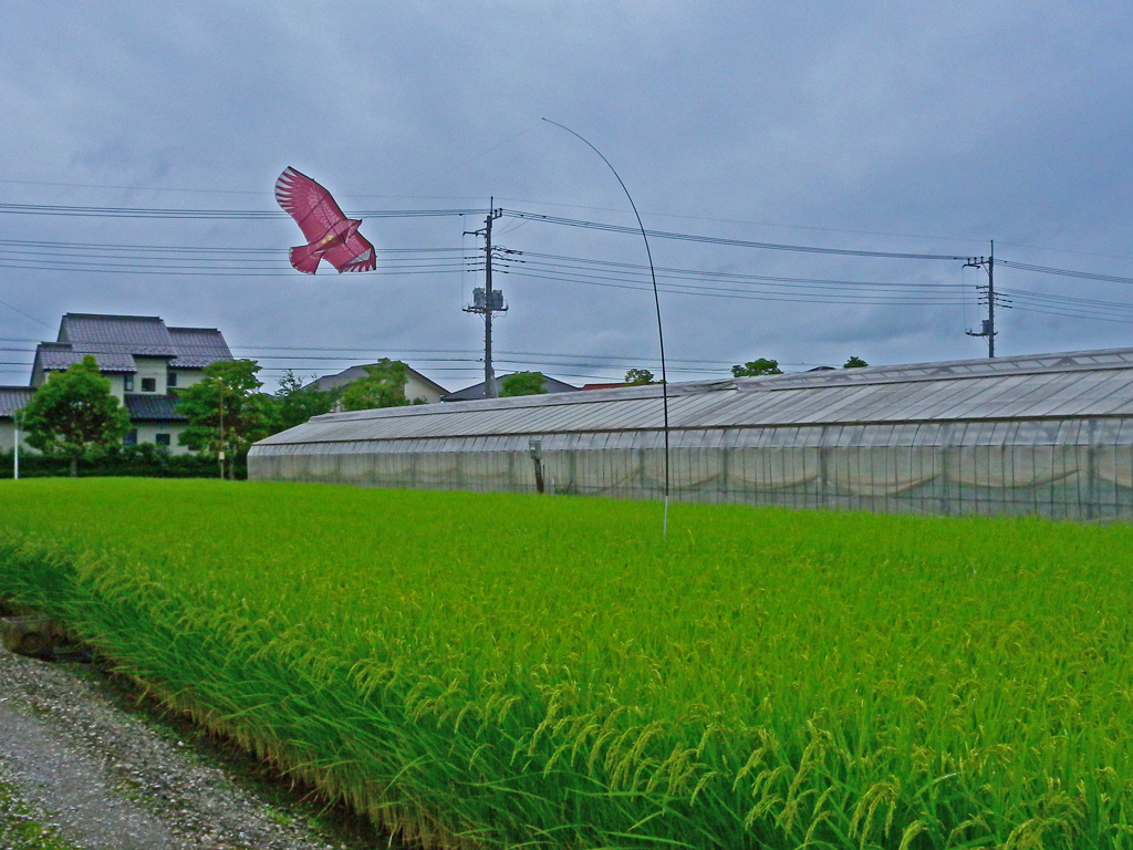 空飛ぶ「案山子」