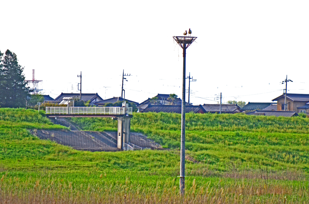 遊水地 昨今　② コウノトリ