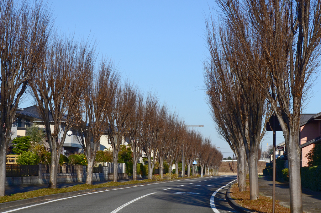 冬支度の木々たち ②