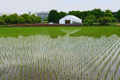 田圃の中のホワイトハウス