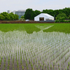 田圃の中のホワイトハウス