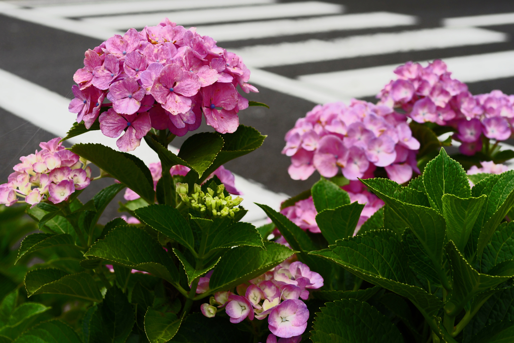 紫陽花と横断歩道