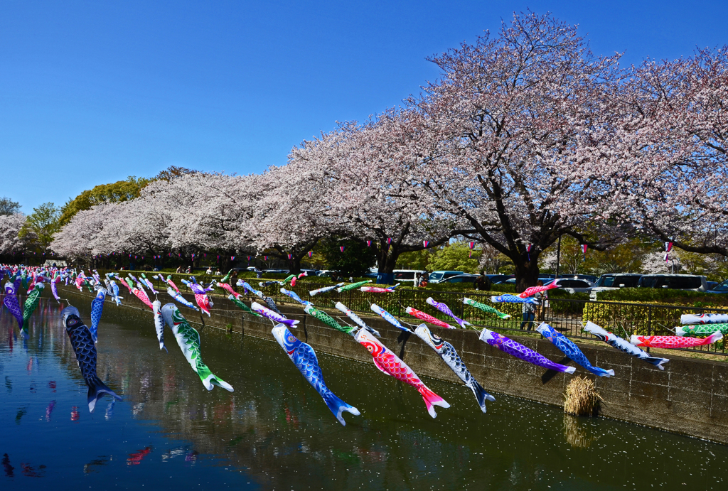 桜と鯉のぼり 競演