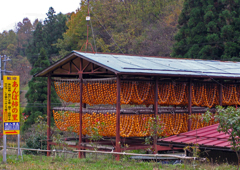 あんぽ柿の里　⑨ 柿 乾燥小屋と立て看板