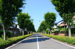 道端に咲く　① ビョウヤナギと並木道