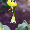 黄色いカタクリの花
