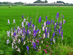 田圃の片隅に咲く　② 千鳥草