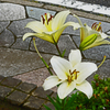 道端に咲く 百合
