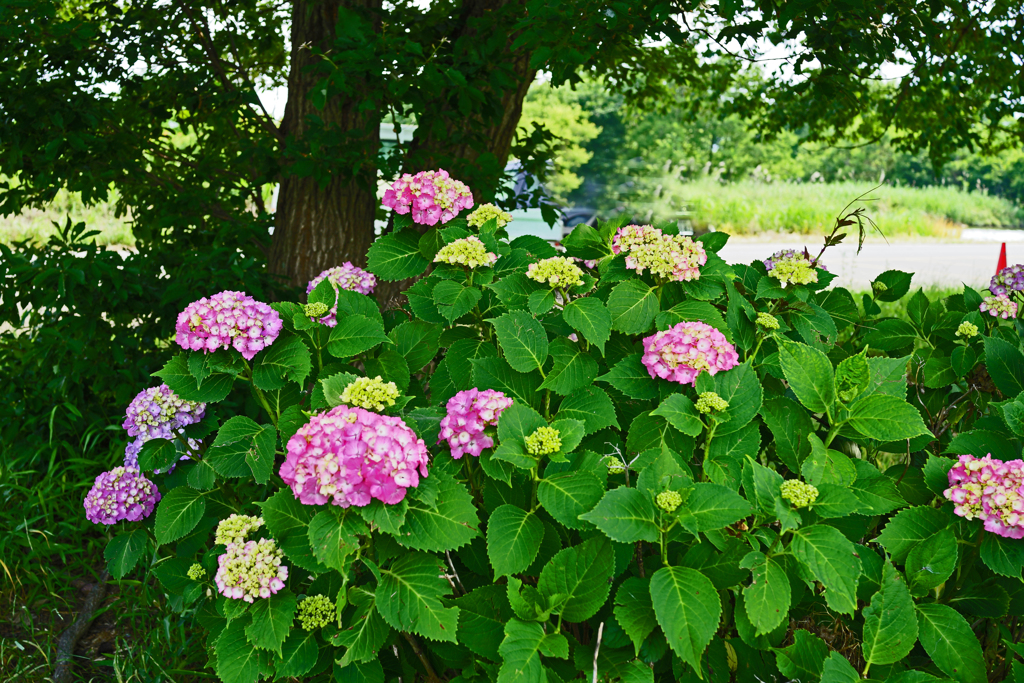 緑陰の紫陽花 ①