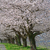 満開の桜堤 ①