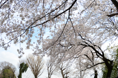 満開の桜 と 花見をする木々たち