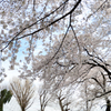 満開の桜 と 花見をする木々たち